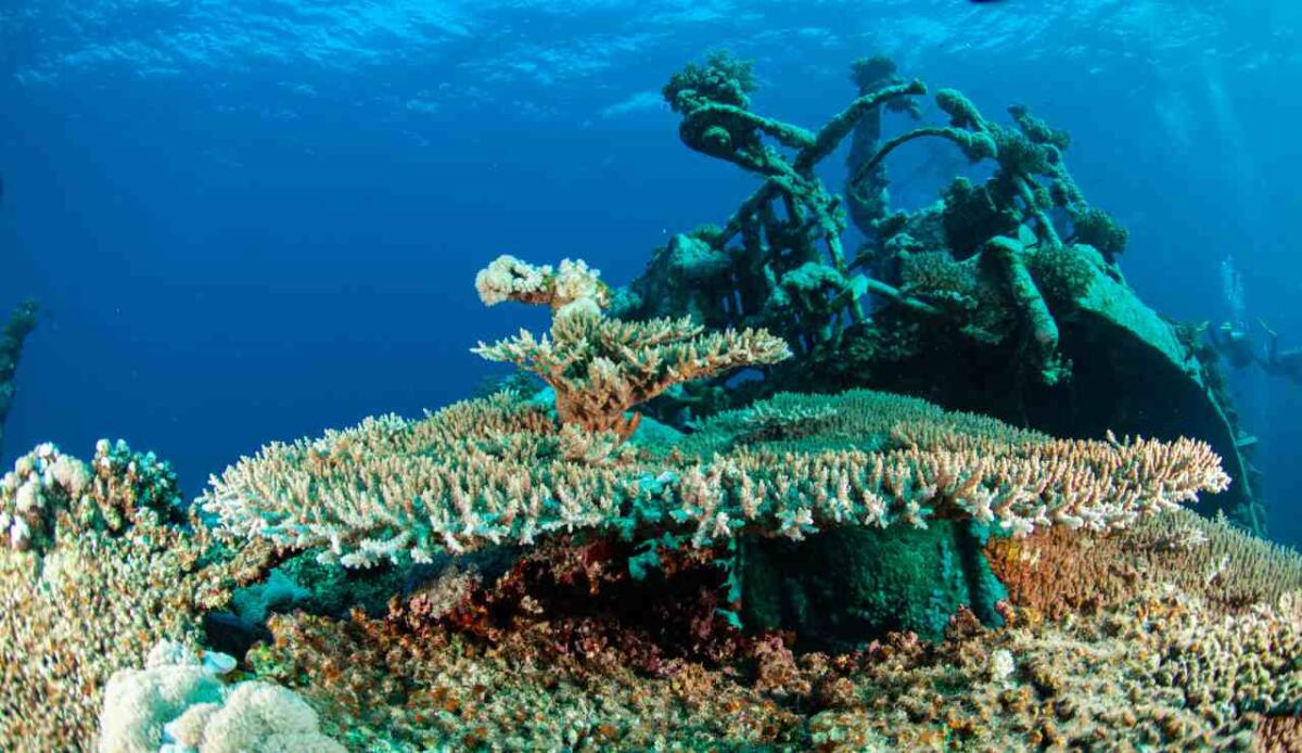 Relitti rinati: come le navi della Prima Guerra Mondiale ospitano un ecosistema unico - 