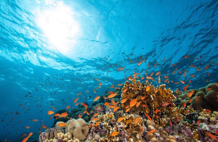 Abissi marini, ecco le nuove scoperte (Freepik Foto) - www.marinecue.it