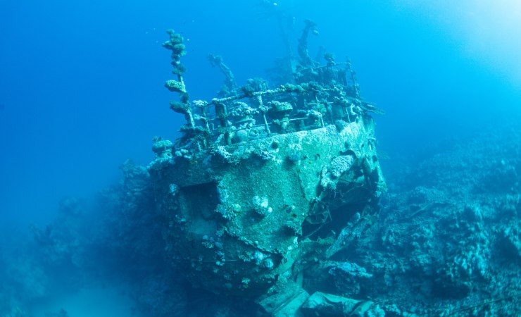 Relitti rinati: come le navi della Prima Guerra Mondiale ospitano un ecosistema unico