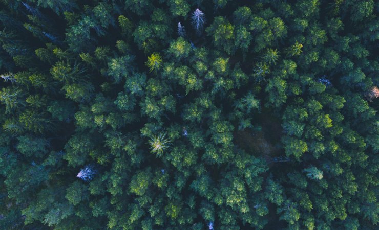 Non tutti gli alberi aiutano contro il caldo: lo dice uno studio europeo