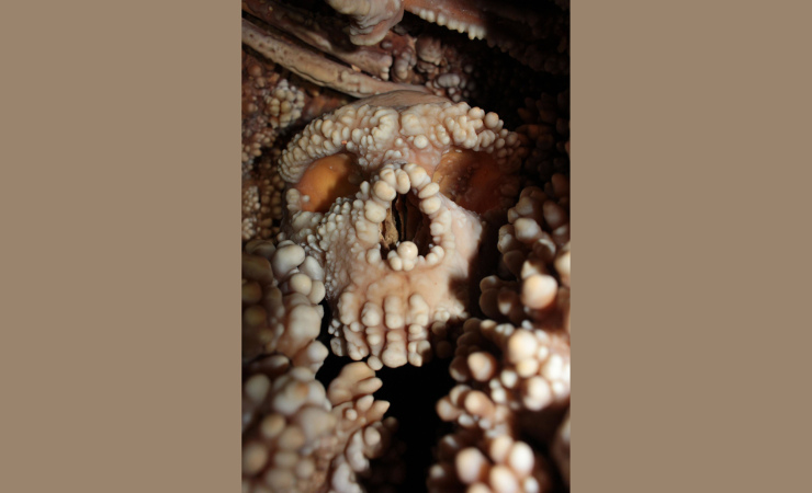 Fonte: "Proceedings of the National Academy of Sciences USA” (PNAS) via Unipinews