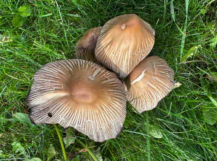 Funghi per costruire case, la possibilità concreta (DepositPhotos) - BuildingCUE