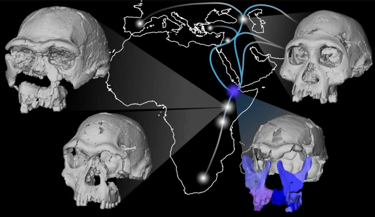 Ricostruito il volto di un Homo erectus di 1,5 milioni di anni - Mappa delle possibili migrazioni di Homo erectus fuori dall’Africa nel primo Pleistocene. Mostra la distribuzione dei principali fossili di Homo erectus e Homo habilis, inclusa una recente ricostruzione facciale di un esemplare etiope risalente a 1,5