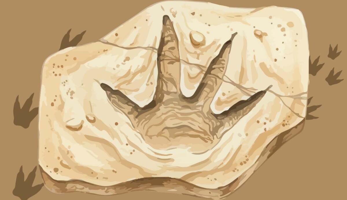 Scoperte oltre 1.000 impronte fossili risalenti a circa 83 milioni di anni fa sul Monte Conero - Rappresentazione di impronte fossili