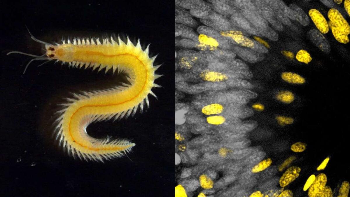 Crescita continua degli occhi in un verme marino: cosa ci insegna sull’evoluzione della vista - A sinistra: Il verme marino Platynereis dumerilii. Foto di una femmina matura.
Crediti: Florian Raible
A destra: Vista dell’occhio di un verme, con le cellule in divisione evidenziate in giallo.
Crediti: Nadja Milivojev
