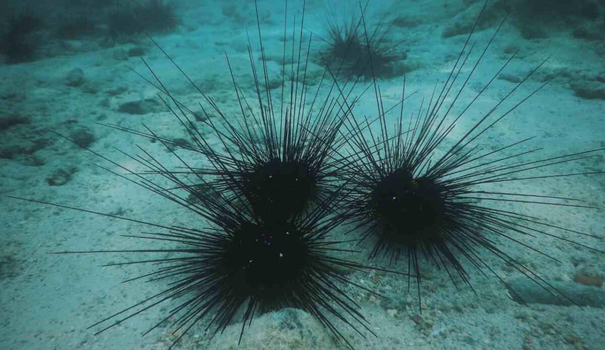 Una pandemia marina sta cancellando i ricci di mare: impatti globali e rischi ecologici - 