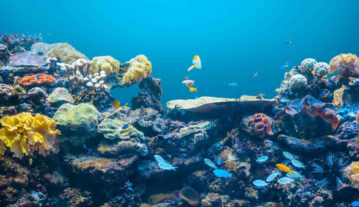 Come la fauna marina può aiutarci a salvare gli oceani? - 