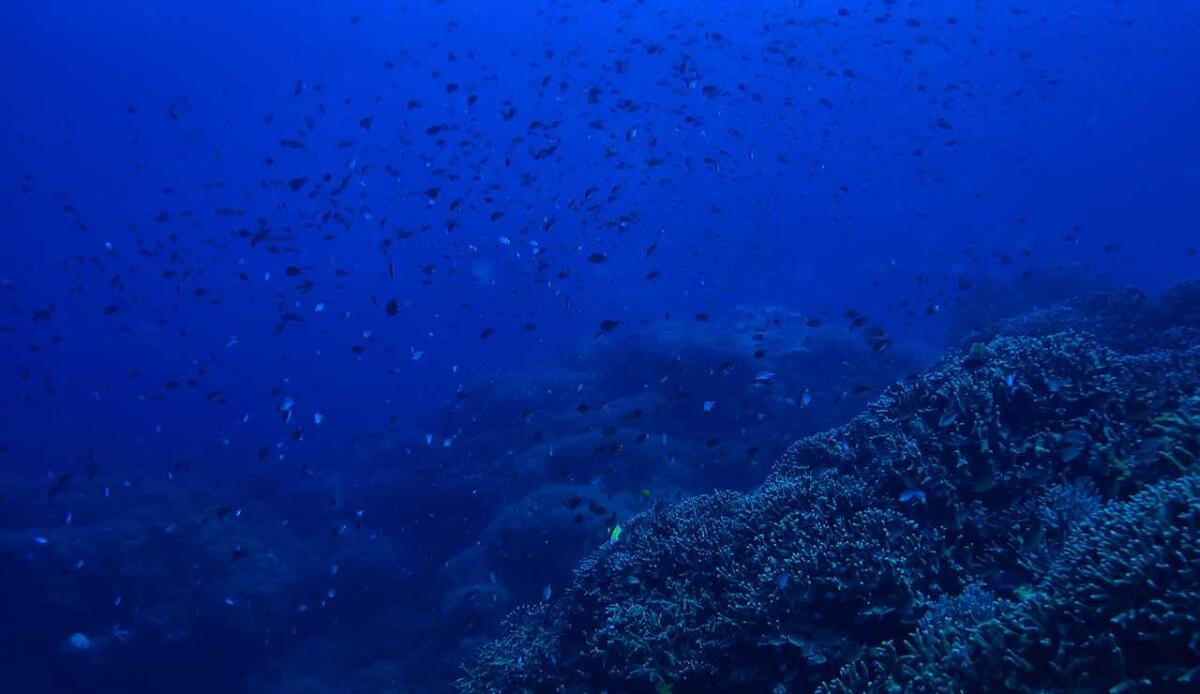 Marine darkwaves: blackout sottomarini mettono a rischio gli ecosistemi costieri - 