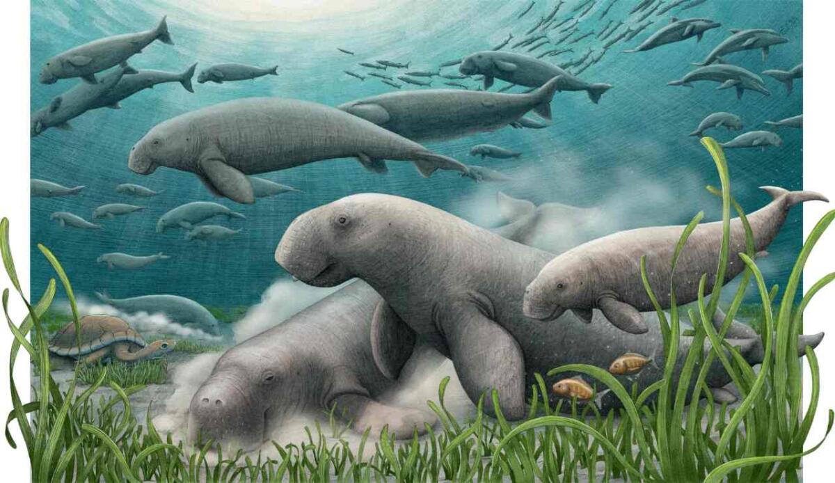 Salwasiren qatarensis: la mucca di mare fossile che visse nel Golfo 21 milioni di anni fa - 
