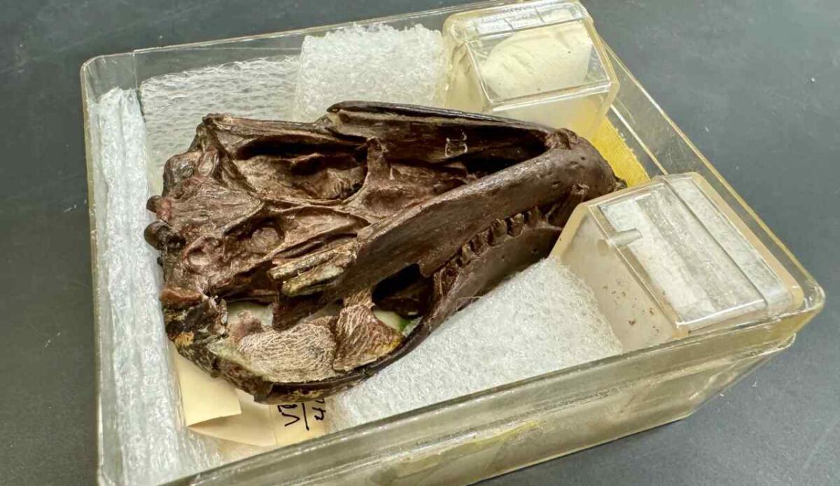 Mammiferi, la capacità di udire suoni aerei potrebbe essersi evoluta già 250 milioni di anni fa - Crediti: Matt Wood