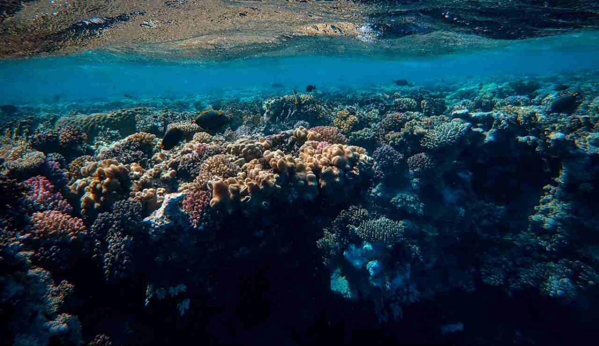 Nuove ricerche hanno individuato un anello mancante nella catena alimentare dell’oceano profondo - 