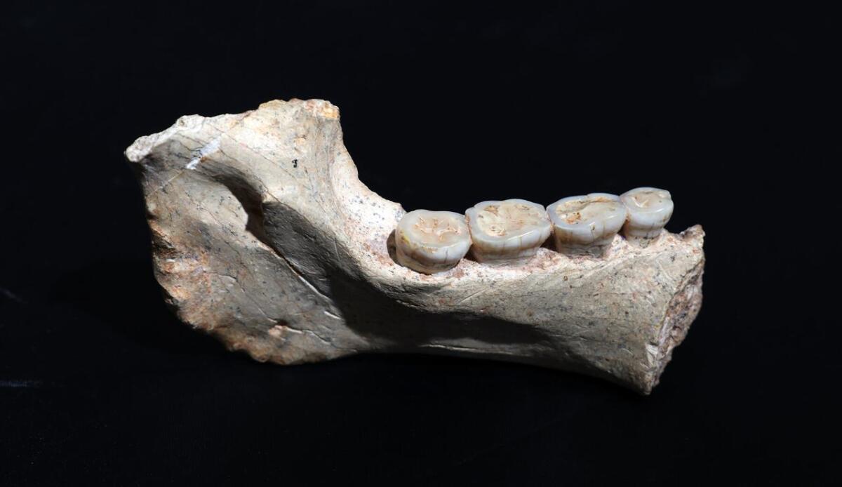 Fossili ominini in Marocco: scoperto un lignaggio africano vicino all’origine di Homo sapiens - 