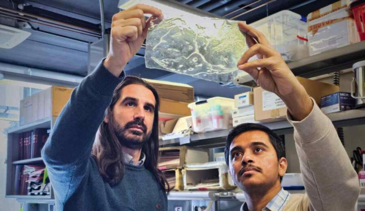 Plastica dai gusci di gambero che si rinforza in acqua: come funziona e perché cambia le regole dei biopolimeri - 