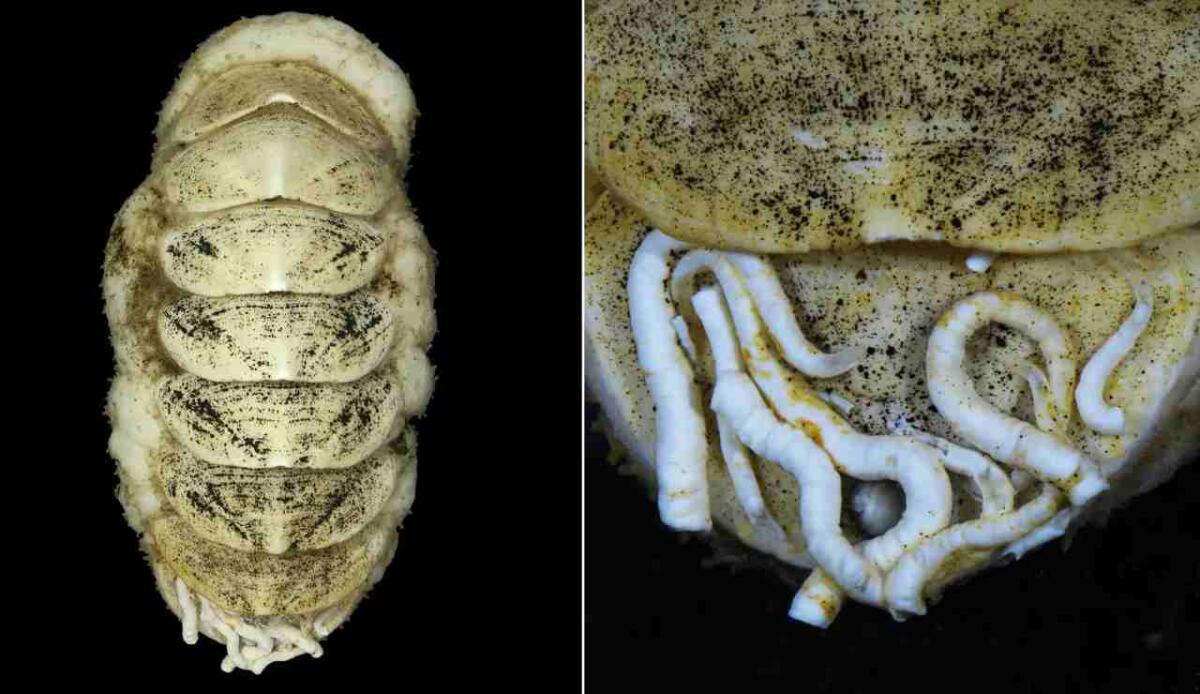 Ferreiraella populi: il chitone degli abissi nominato dal pubblico e descritto dalla scienza - Crediti: Senckenberg Ocean Species Alliance