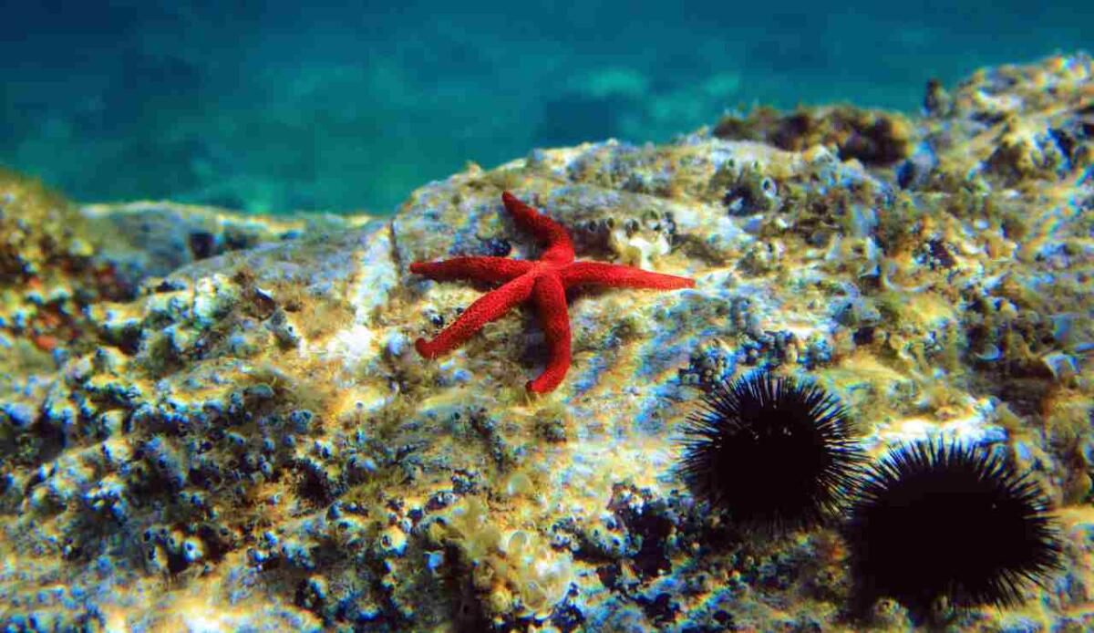 Fondali del Mediterraneo a rischio: fino al 60% delle specie perderà habitat per il riscaldamento - 