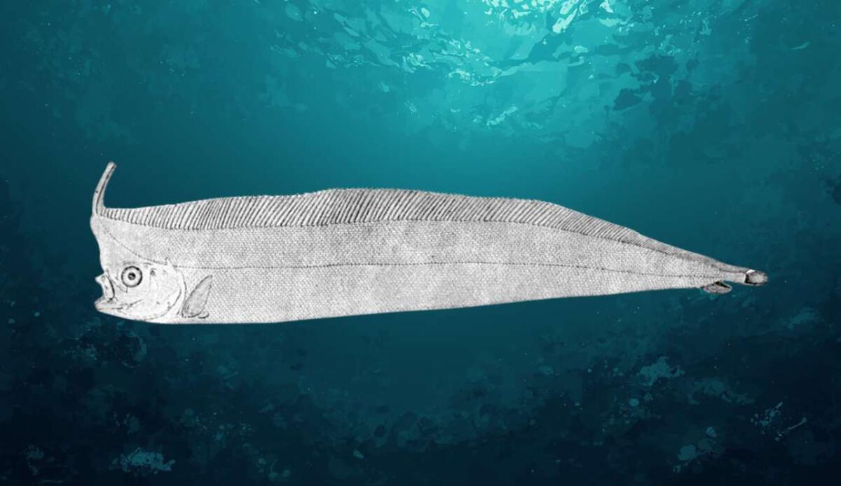 Pesce liocorno sulle spiagge messinesi: biologia, habitat e rarità di un fantasma degli abissi - 
