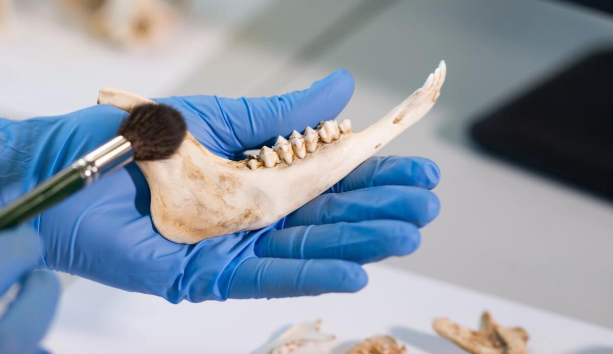 Cosa mangiavano e come crescevano gli italici dell'età del Ferro: lo rivelano i loro denti - 