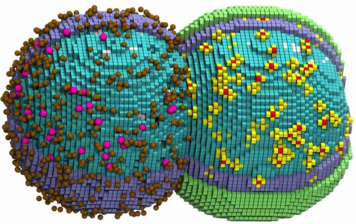 Prima simulazione 4D dell'intero ciclo vitale di una cellula: cosa ha rivelato il supercomputer Delta - Una cellula simulata nelle prime fasi di divisione: la metà sinistra mostra il citoplasma (cubi blu), le molecole del macchinario di degradazione dell'mRNA (rosa) e i trasportatori di zuccheri (marrone); la metà destra aggiunge la membrana cellulare 