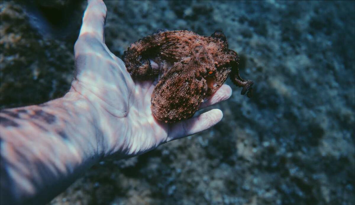 Piatto e rigido all'asciutto, morbido e colorato con l'acqua: ecco il nuovo materiale ispirato ai cefalopodi - 
