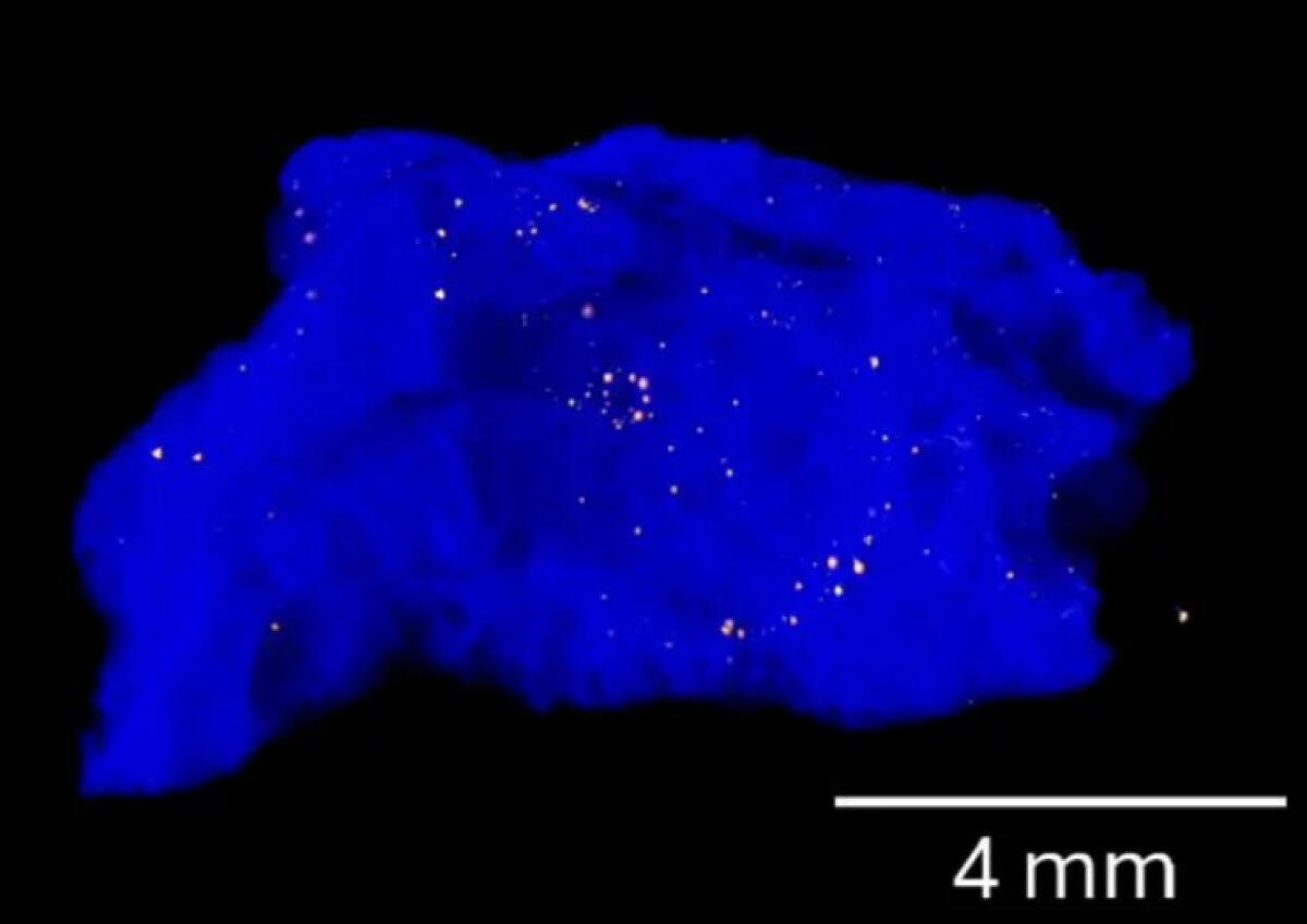 Scoperto un nuovo materiale originato da un'esplosione nucleare - Immagine nano-tomografica del campione di trinitite, con il vetro in blu e le inclusioni di rame in arancione. (Bindi et al., [PNAS])