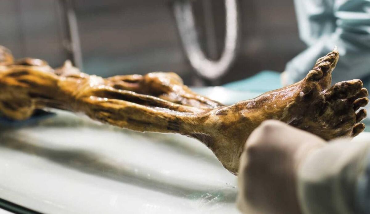 Il microbioma di Ötzi: lieviti vivi dopo 5.300 anni