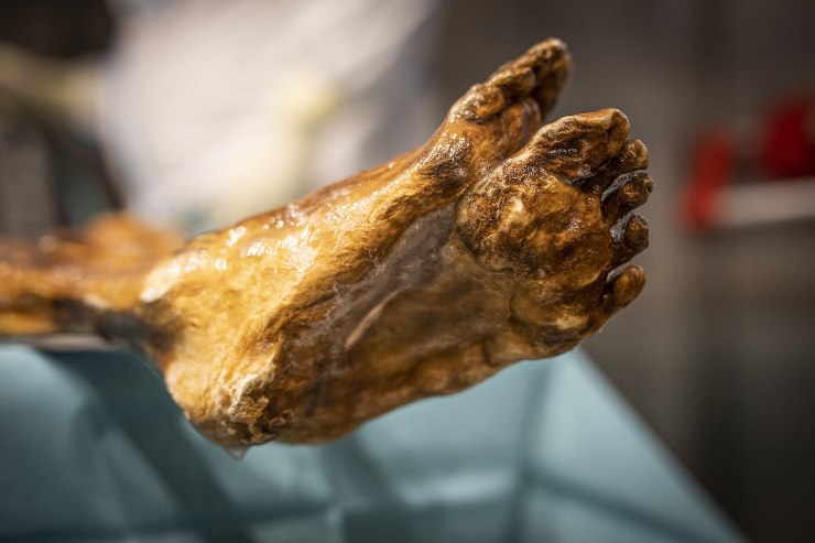 Il microbioma di Ötzi: lieviti vivi dopo 5.300 anni