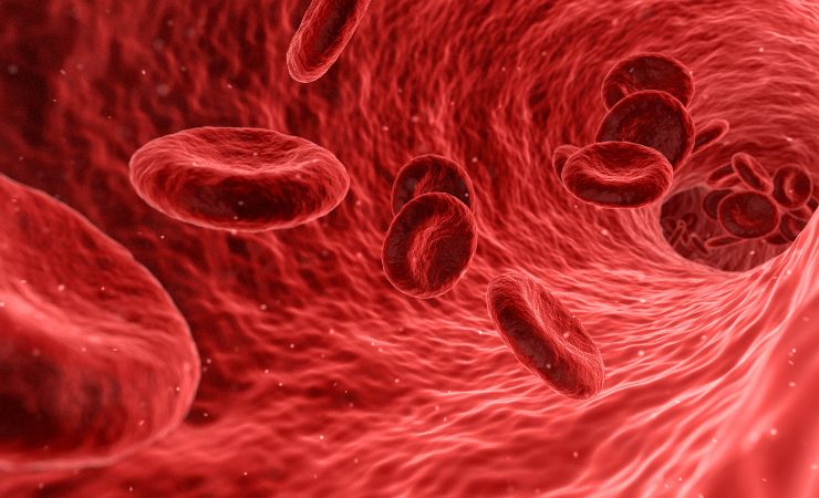Rendering iper-realistico dell'interno del lume vascolare durante il flusso sanguigno. (Fonte: National Cancer Institute via Wikimedia Commons / Pubblico Dominio)