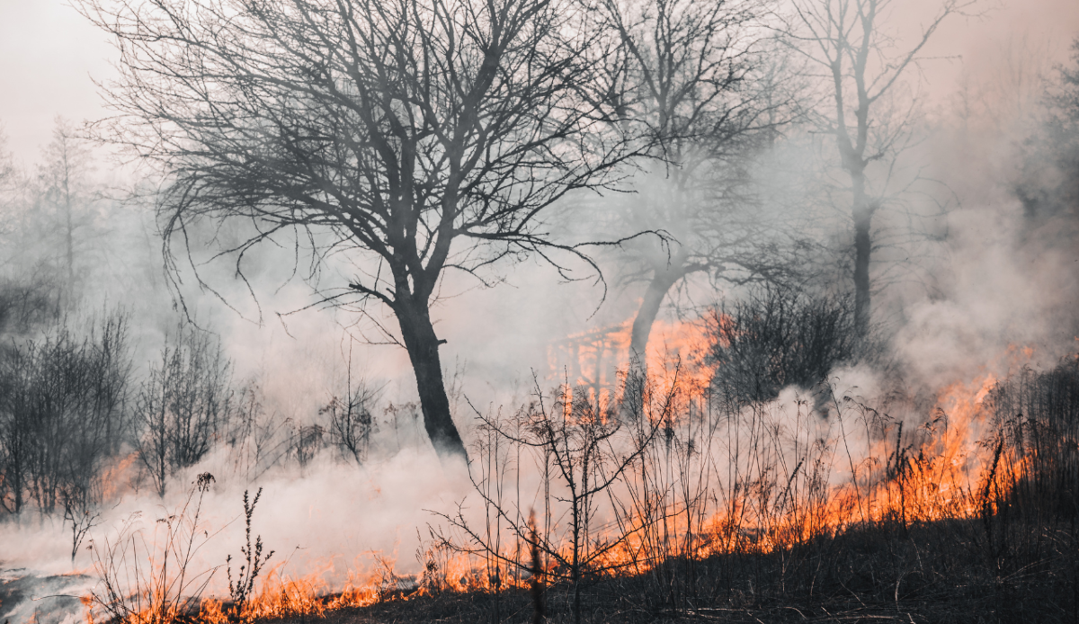 Incendio forestale