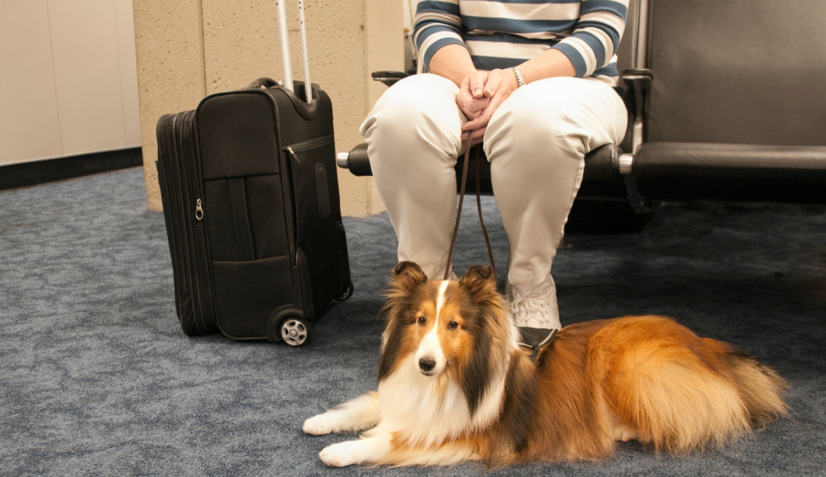 Cani fino a 30 kg in cabina ITA Airways