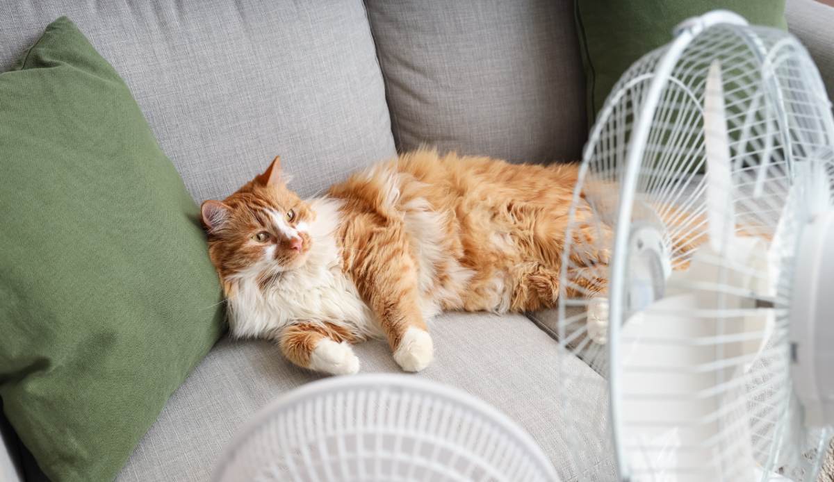 Ventilatore, dove va messo