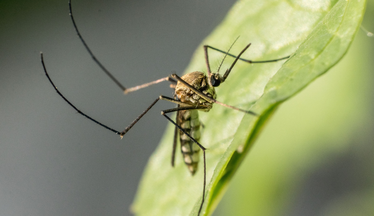Anopheles
