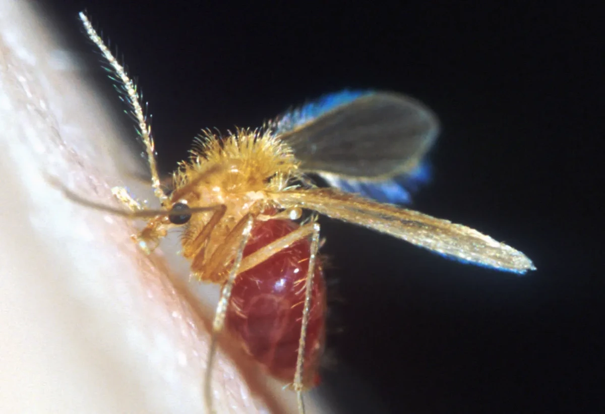 Toscana virus, come si trasmette e perché i casi in Italia sono aumentati - ECDC