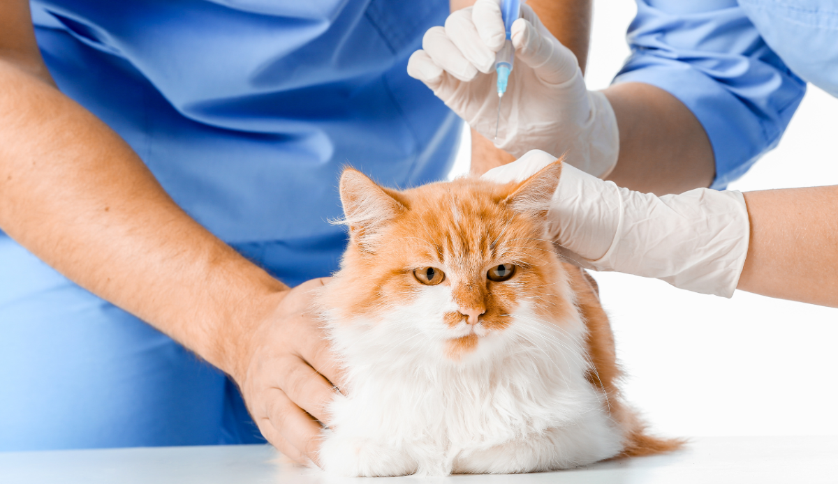 Autorizzato in Europa il primo vaccino a RNA per i gatti - Canva