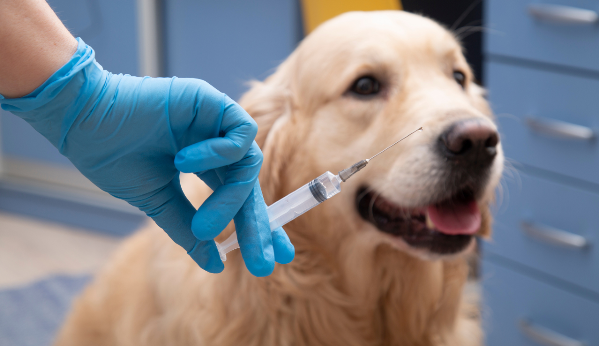 Invecchiamento del cane: per ora nessun vaccino ma farmaci ancora sperimentali - Canva