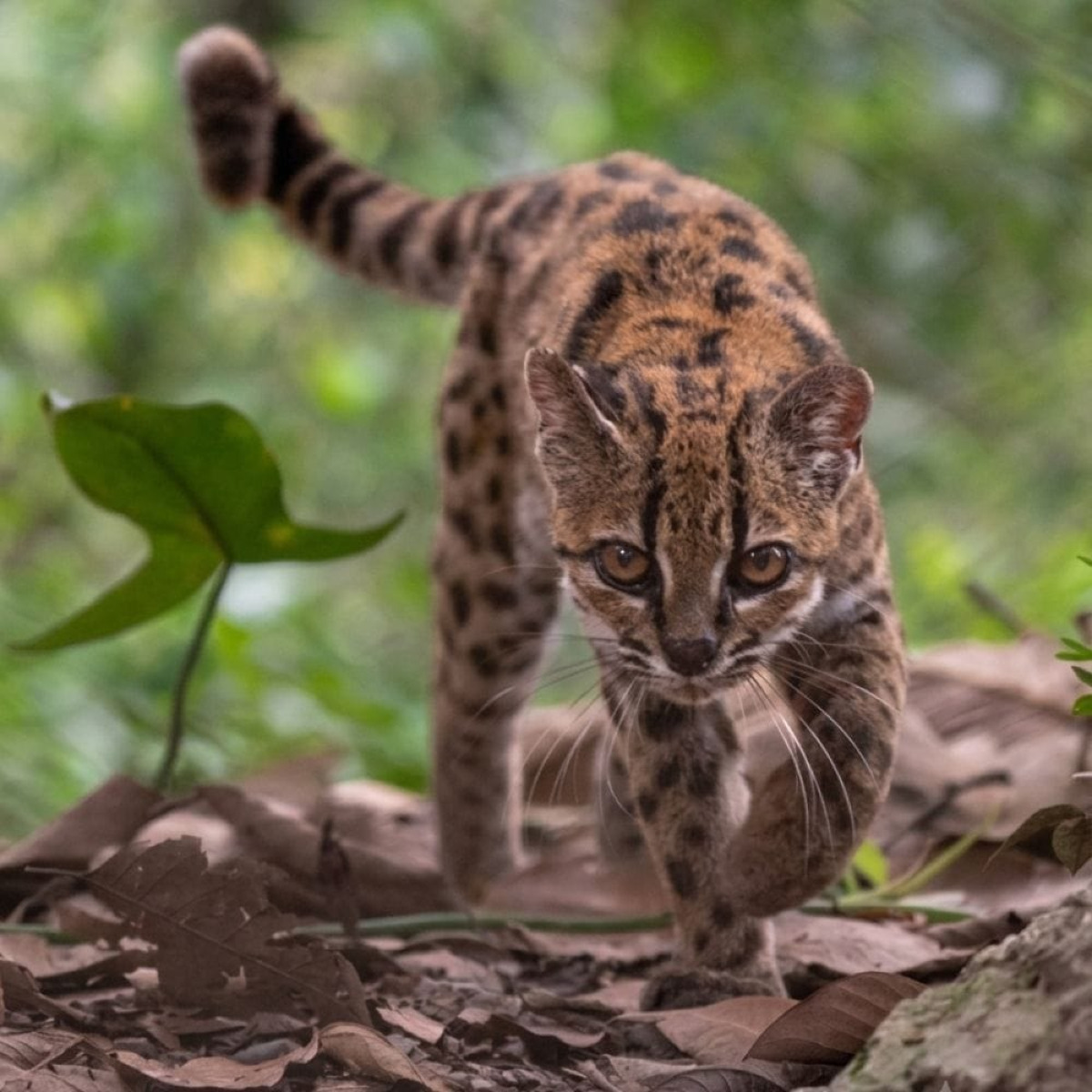 Tilcayo, nuova specie di felino descritta in Bolivia dopo un secolo