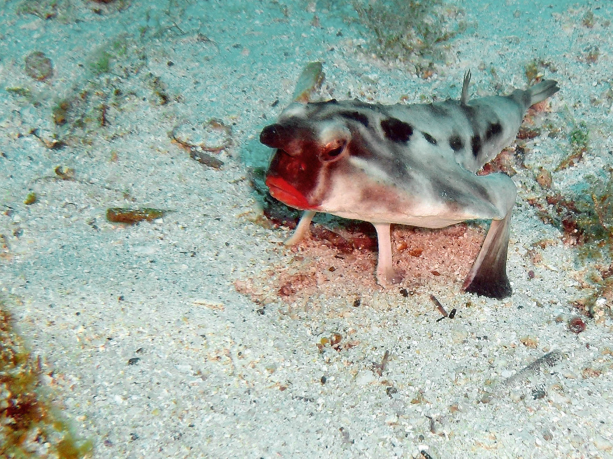 Pesce dalle labbra rosse, come distinguere i video autentici da quelli generati con l'AI - Immagine reale di Rein Ketelaars (Wikimedia)