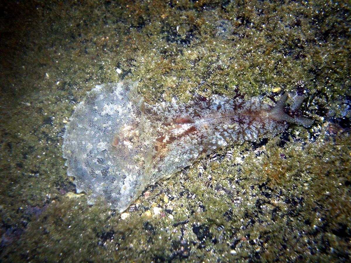 Dal mollusco marino nasce una classe di farmaci anticancro - Brocken Inaglory