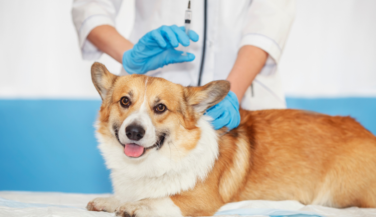  Vaccino antinvecchiamento per cani