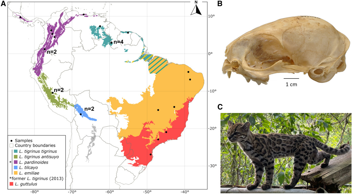 Tilcayo, nuova specie di felino