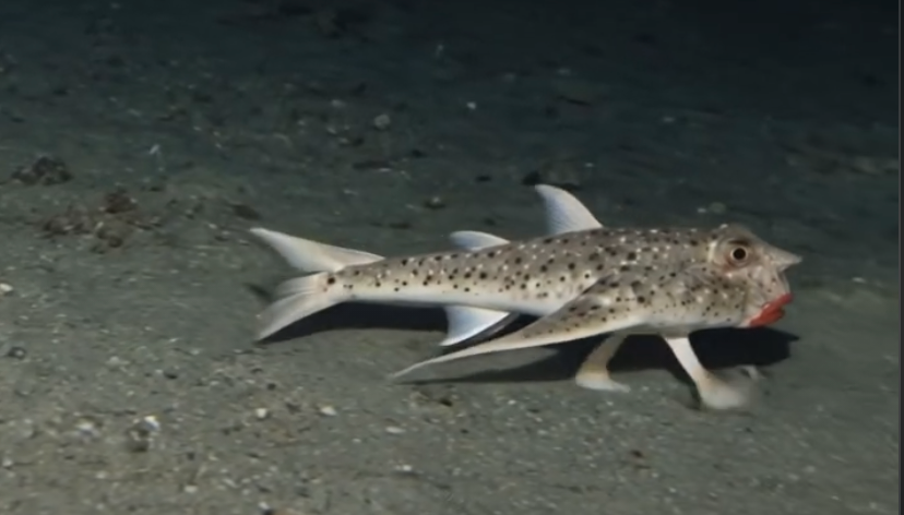 Ogcocephalus darwini generato con AI