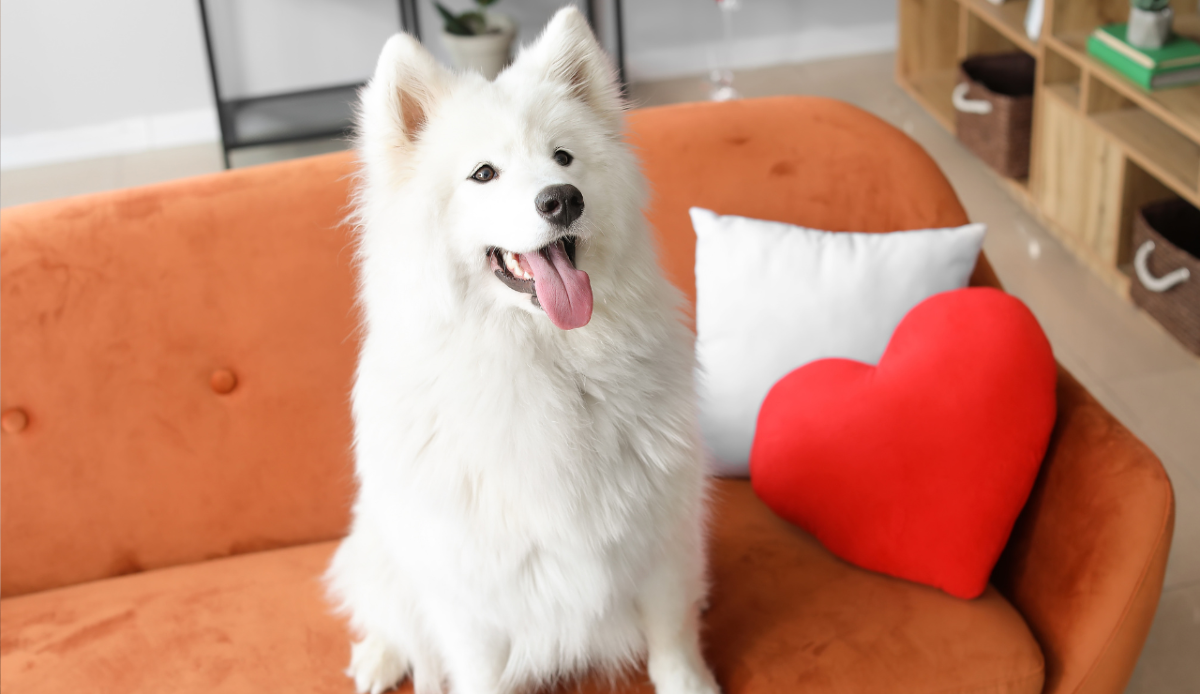 Anche il cervello dei cani usa le consonanti per separare le parole