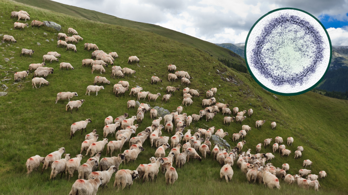 Virus Shamonda, in Francia il primo caso umano mai documentato - Canva/Wikimedia