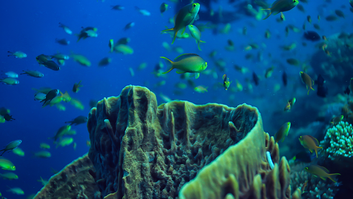 Un ritmo giorno-notte nei suoni del mare come indicatore di salute - Canva