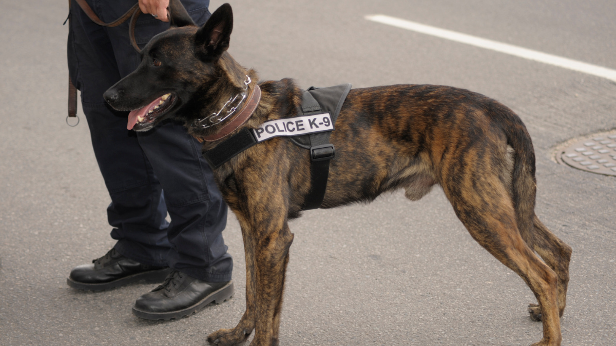 Warhound raccoglie 200 milioni per clonare e modificare cani militari - Canva